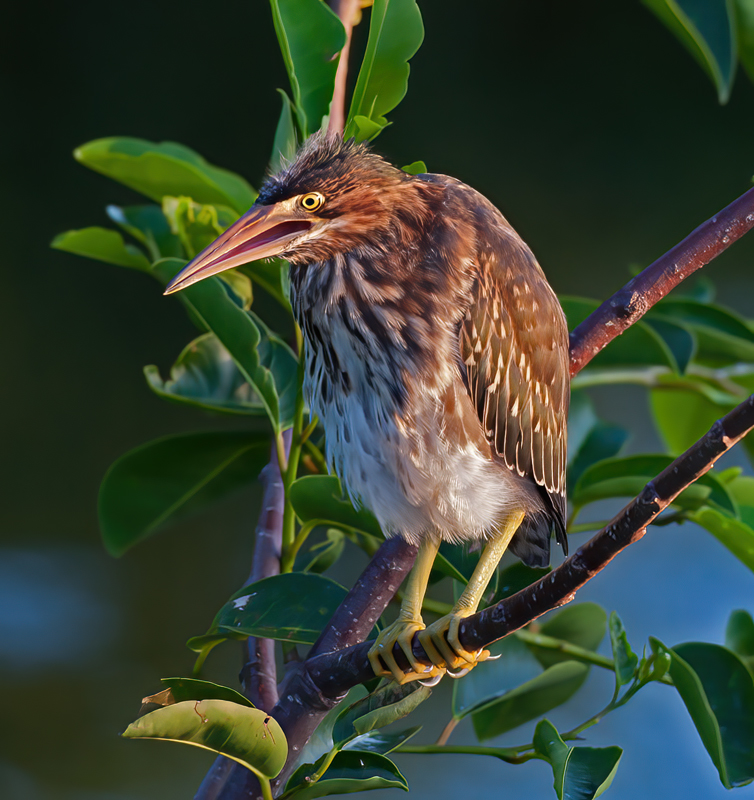Green_Heron_10_FL_065