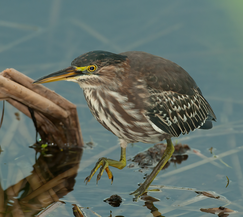 Green_Heron_10_FL_076