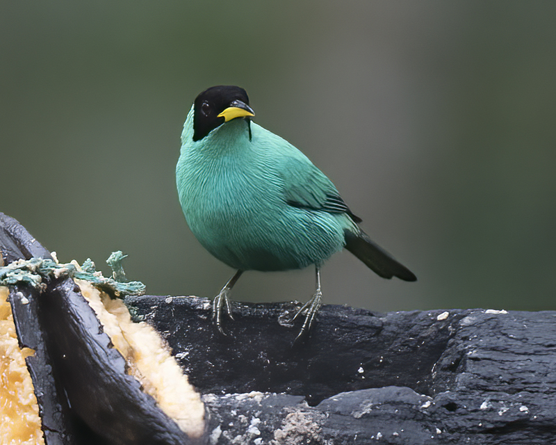 Green_Honeycreeper_18_Ecuador_001