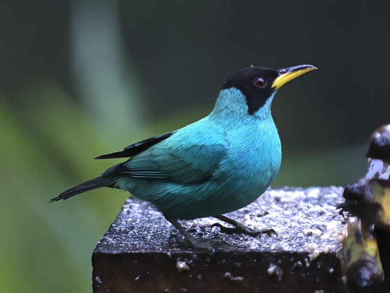 Green_Honeycreeper_18_Ecuador_030