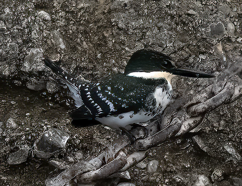 Green_Kingfisher_22_TX_024