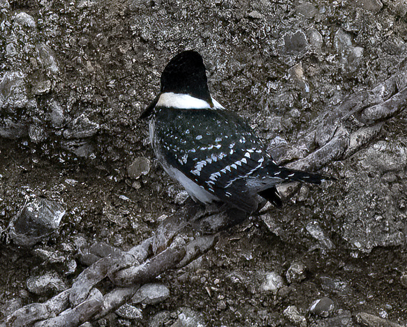 Green_Kingfisher_22_TX_025