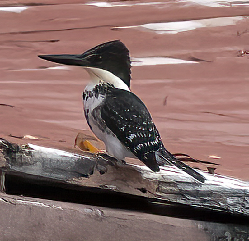 Green_Kingfisher_22_TX_032