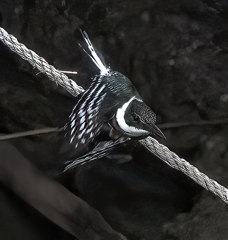 Green_Kingfisher_22_TX_038