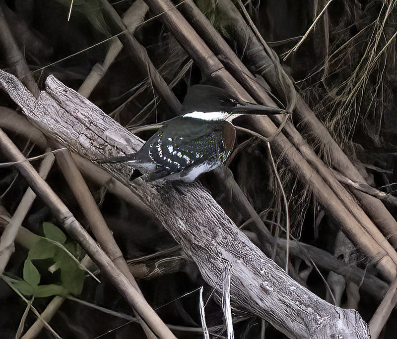Green_Kingfisher_22_TX_039
