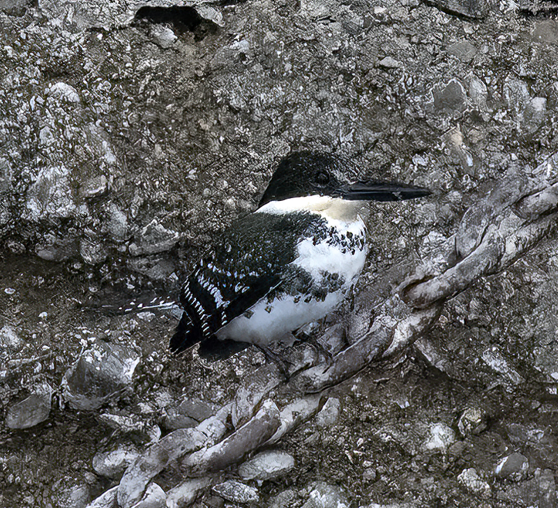 Green_Kingfisher_22_TX_055