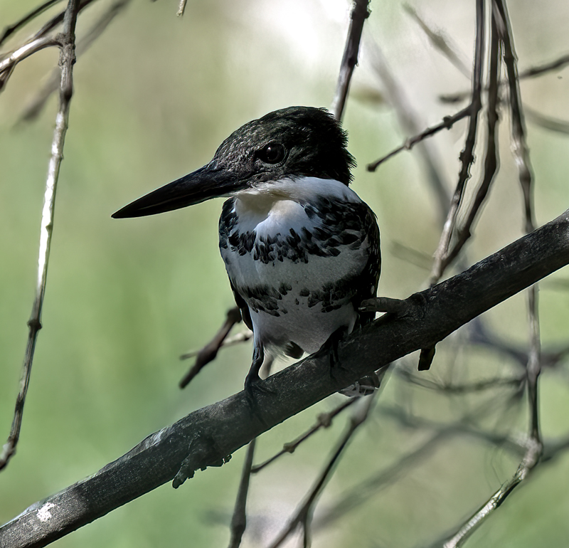 Green_Kingfisher_24_TX_C_503