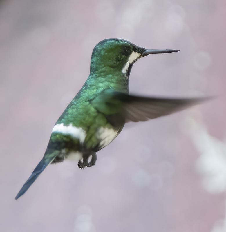 Green_Thorntail_17_Costa_Rica_001