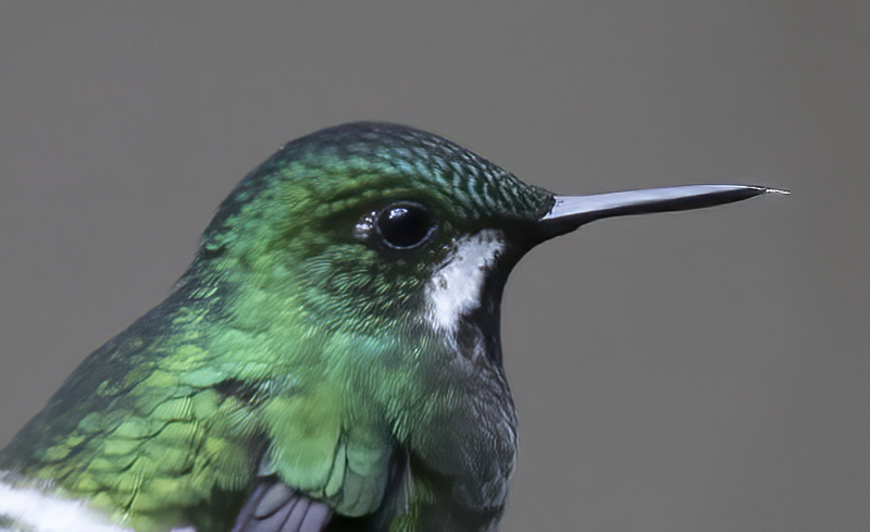Green_Thorntail_17_Costa_Rica_006