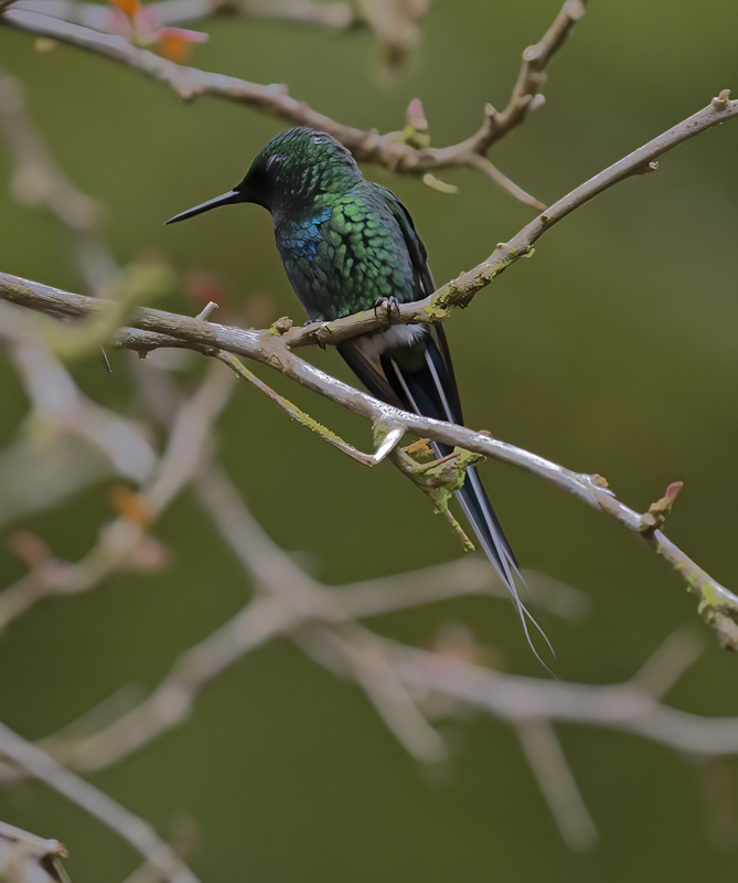 Green_Thorntail_18_Costa_Rica_002