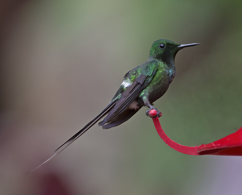 Green_Thorntail_18_Costa_Rica_003