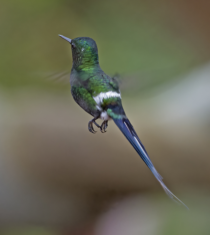 Green_Thorntail_18_Costa_Rica_007