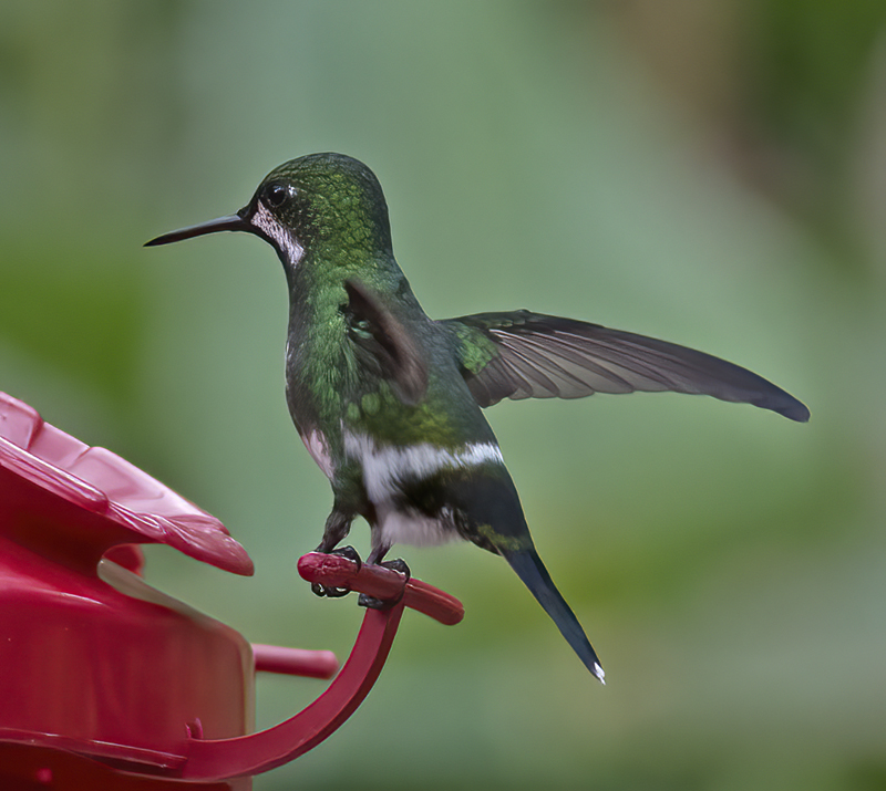 Green_Thorntail_18_Costa_Rica_008