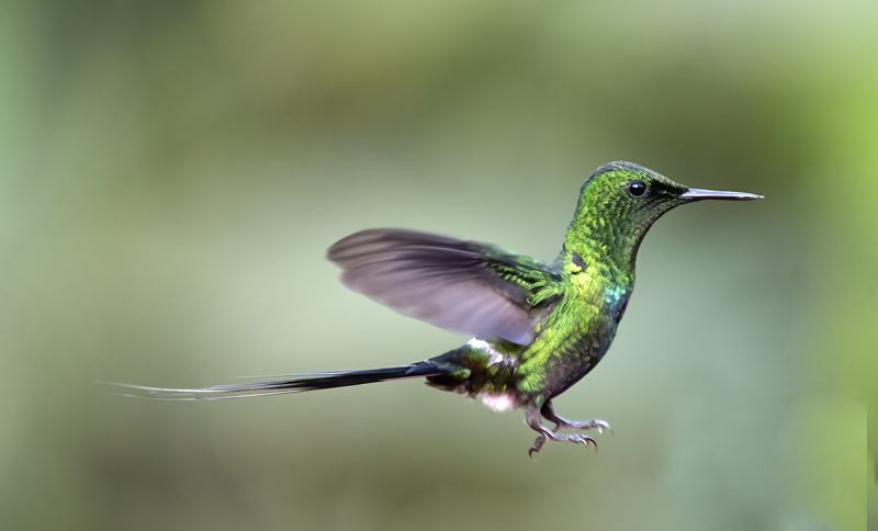 Green_Thorntail_18_Costa_Rica_010