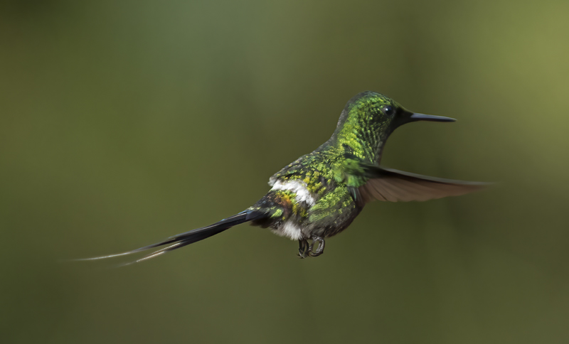Green_Thorntail_18_Costa_Rica_014