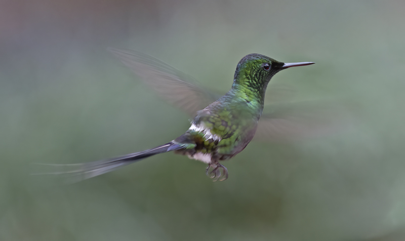 Green_Thorntail_18_Costa_Rica_019