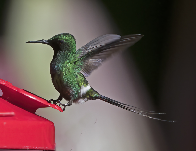 Green_Thorntail_18_Costa_Rica_021