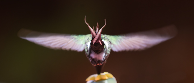 Green_Thorntail_18_Costa_Rica_024