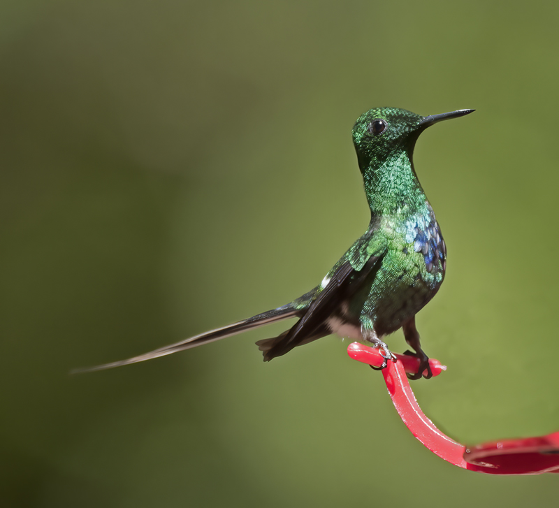 Green_Thorntail_18_Costa_Rica_033