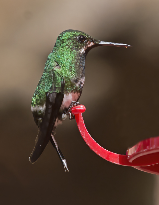 Green_Thorntail_18_Costa_Rica_041