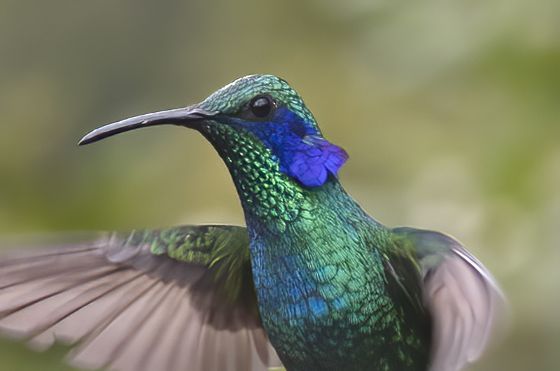 Green_Violetear_17_Costa_Rica_070