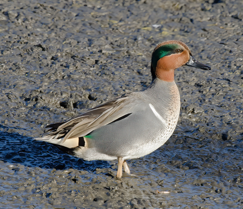 Green_winged_Teal_10_FL_015