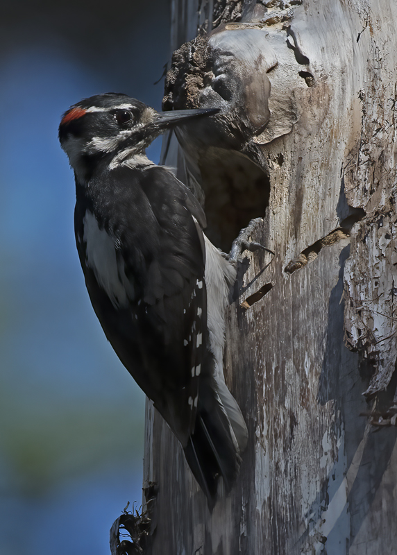 Hairy_Woodpecker_17_OR_032