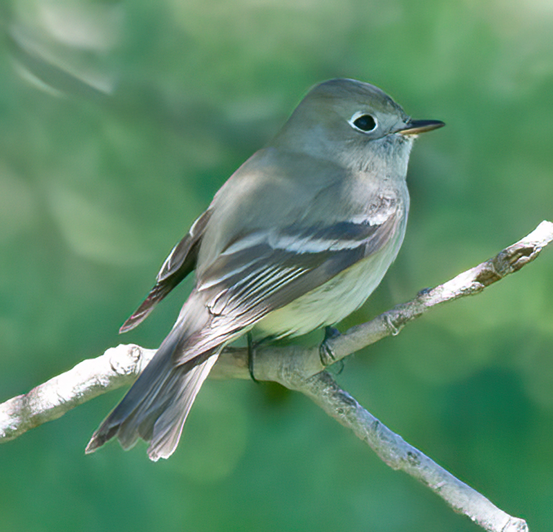 Hammonds_Flycatcher_14_CA_024