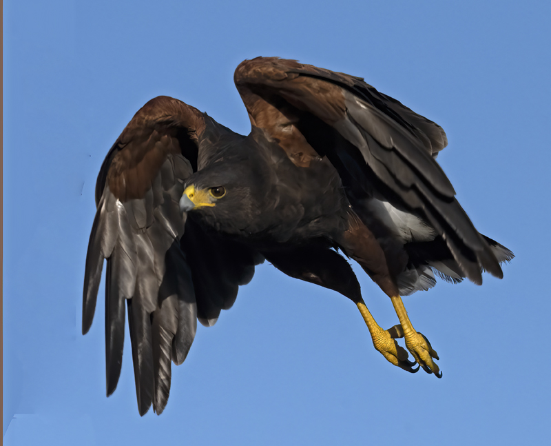 Harris_Hawk_22_TX_019
