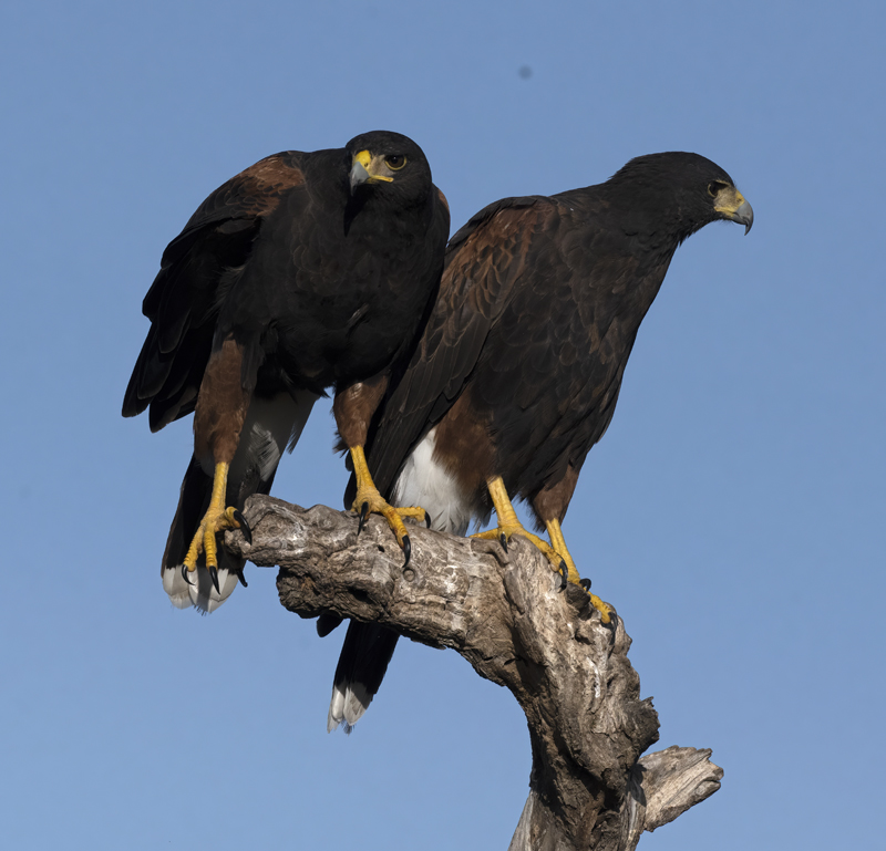 Harris_Hawk_22_TX_055