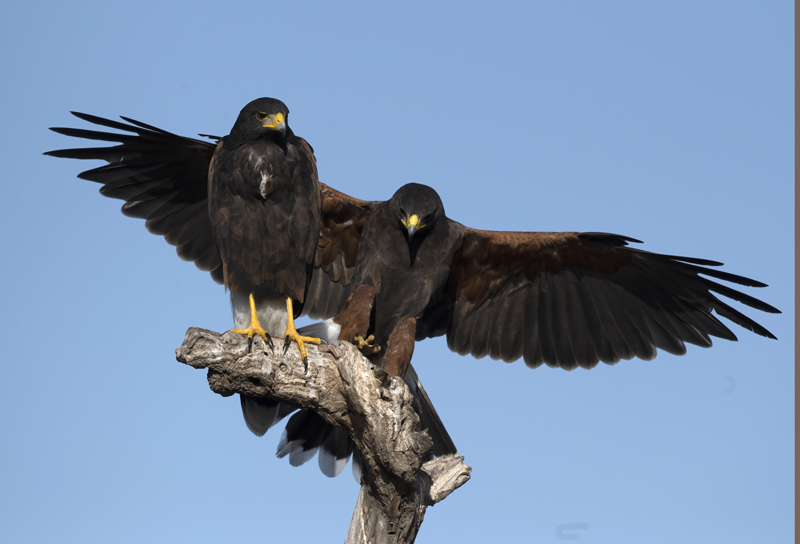Harris_Hawk_22_TX_079