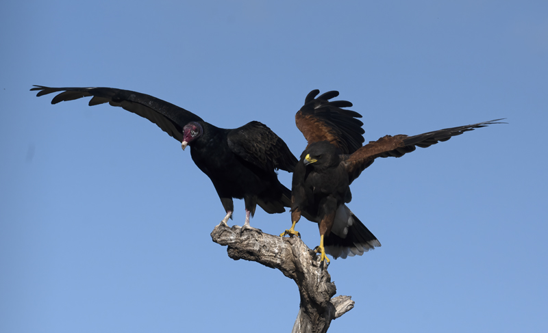 Harris_Hawk_22_TX_104
