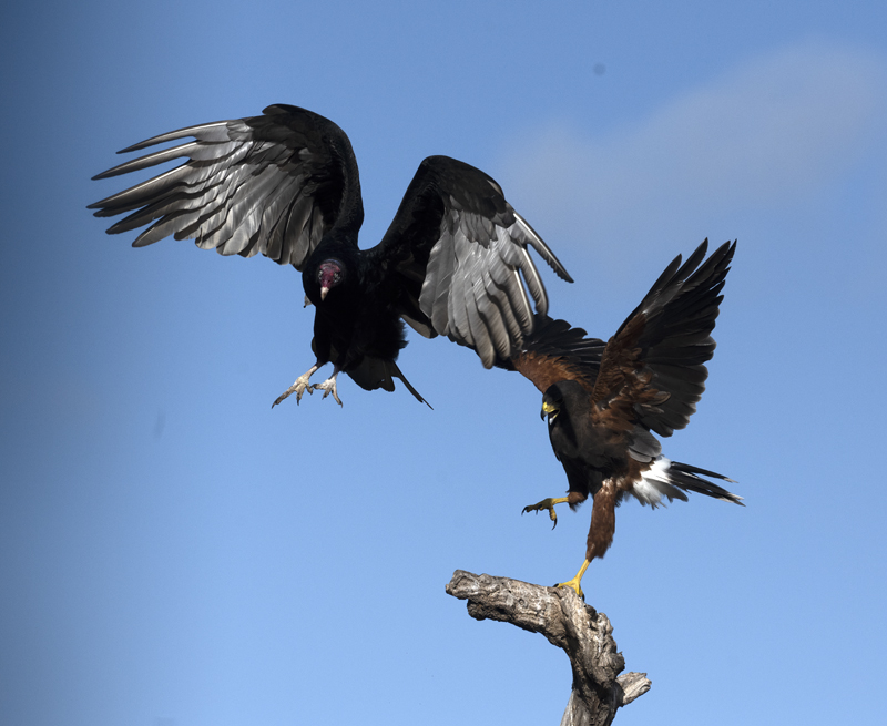 Harris_Hawk_22_TX_113