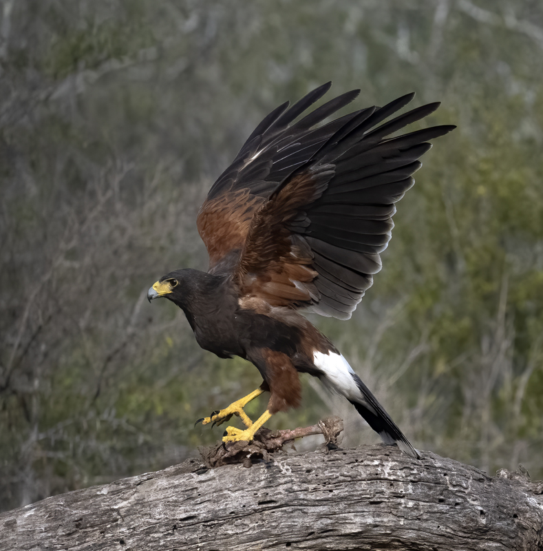 Harris_Hawk_22_TX_124