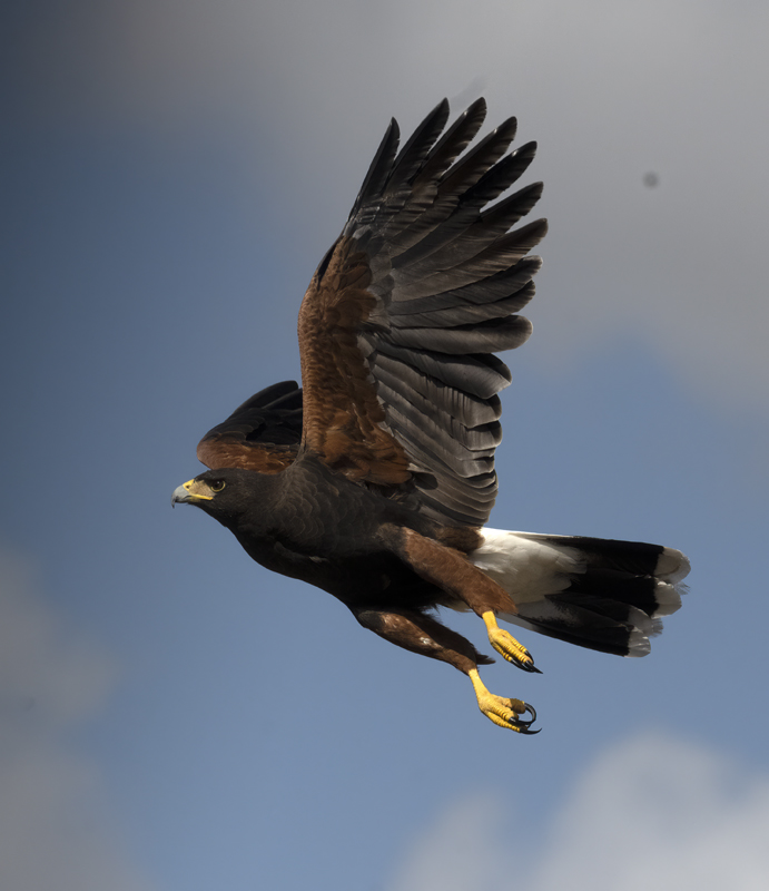 Harris_Hawk_22_TX_146