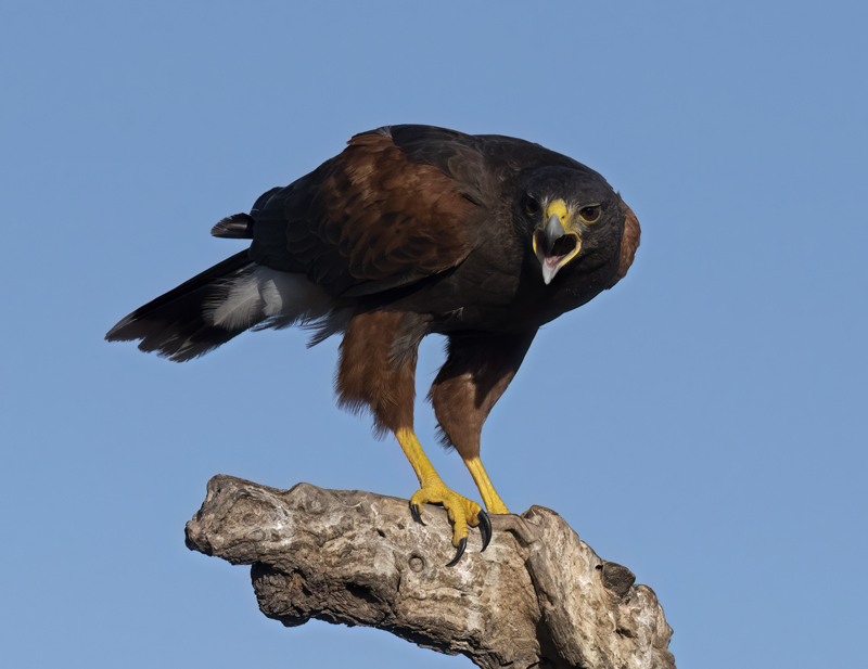 Harris_Hawk_22_TX_149