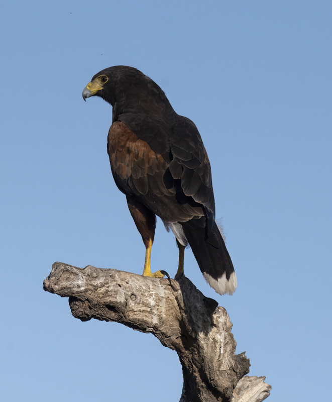 Harris_Hawk_22_TX_156