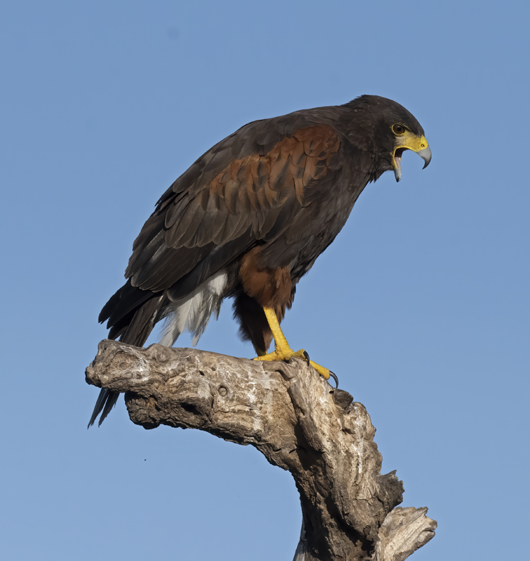 Harris_Hawk_22_TX_157