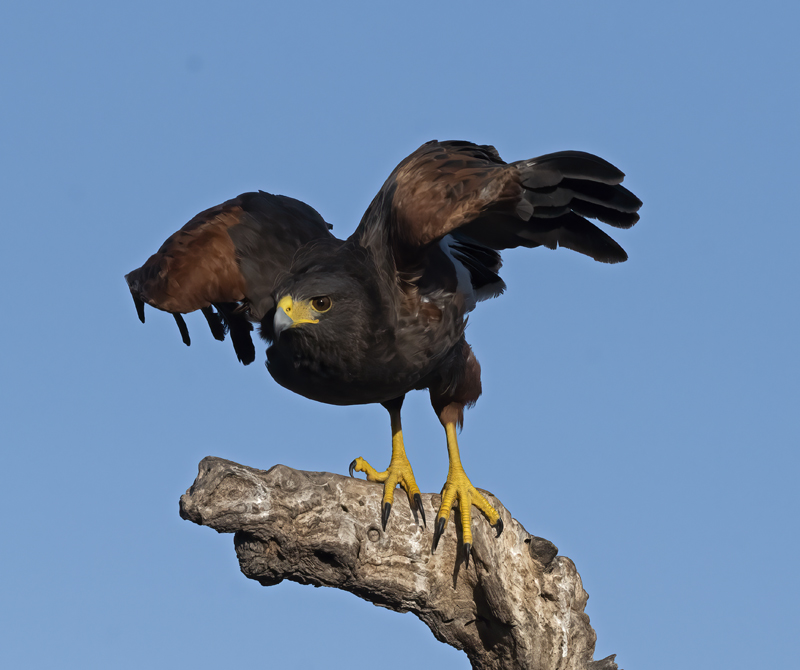 Harris_Hawk_22_TX_158