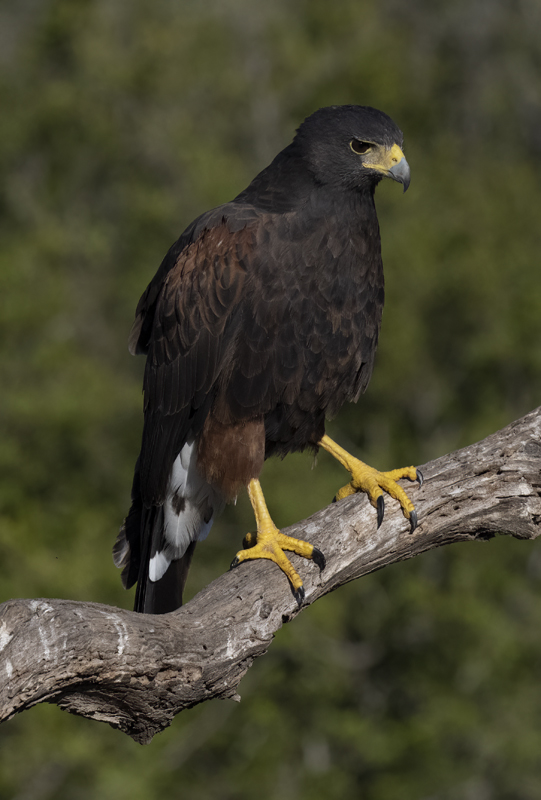 Harris_Hawk_22_TX_188