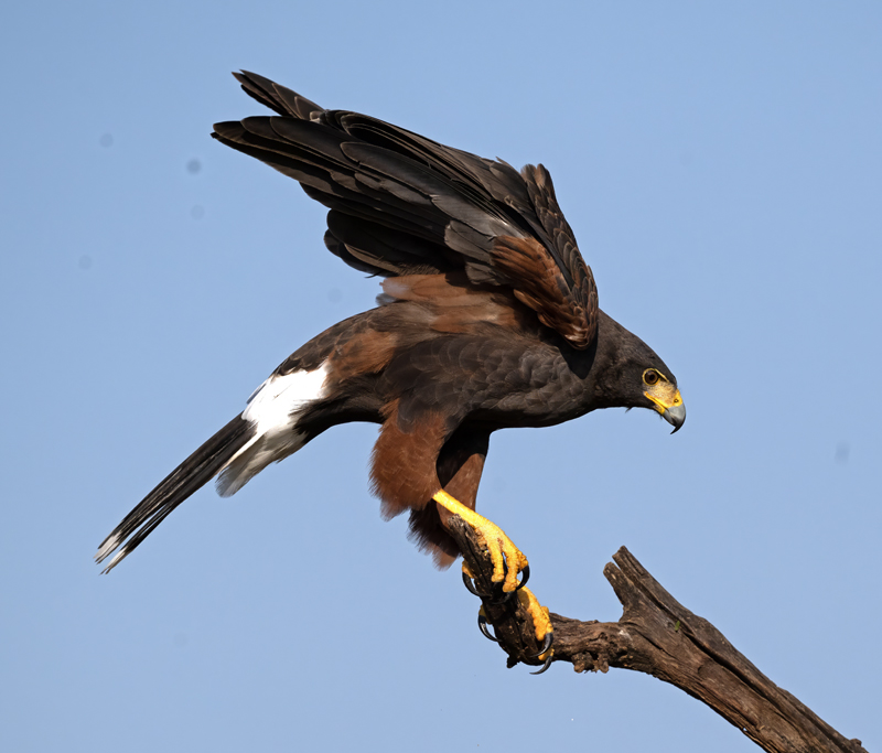 Harris_Hawk_24_TX_C_508