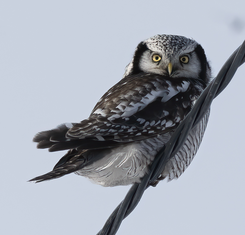 Hawk_Owl_23_Norway_026