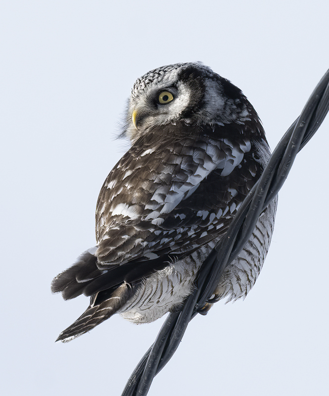 Hawk_Owl_23_Norway_063