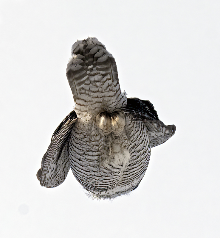 Hawk_Owl_23_Norway_094