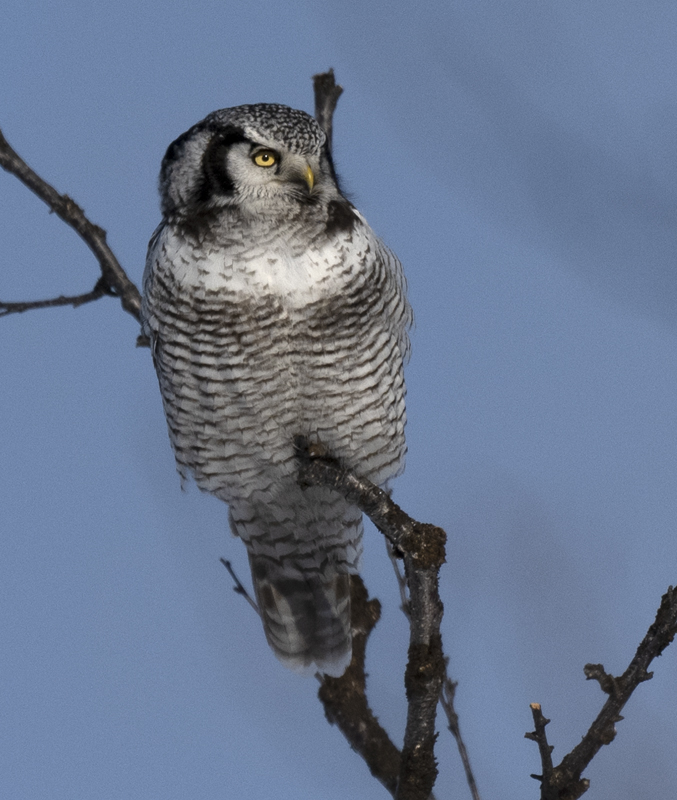 Hawk_Owl_23_Norway_177