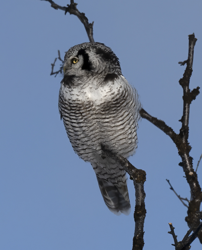 Hawk_Owl_23_Norway_192