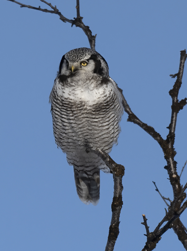 Hawk_Owl_23_Norway_241