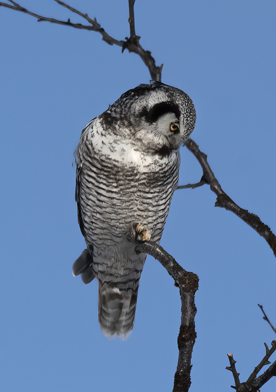 Hawk_Owl_23_Norway_294