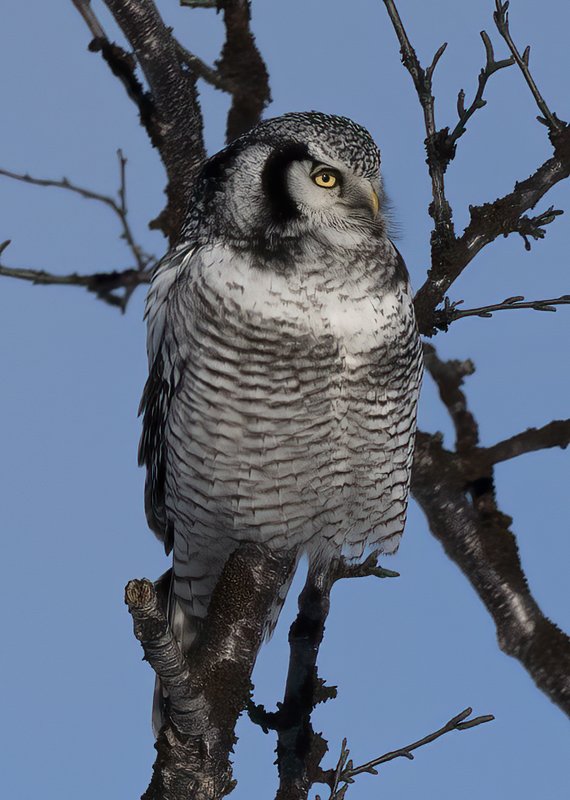 Hawk_Owl_23_Norway_411