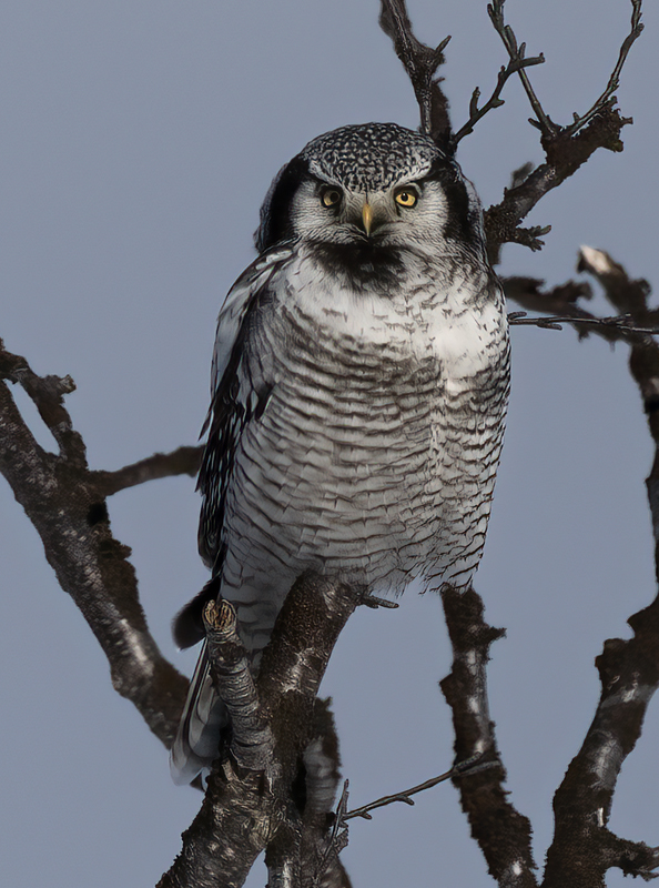 Hawk_Owl_23_Norway_433